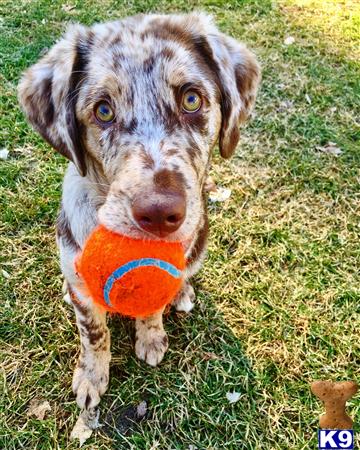 a australian shepherd dog with a ball in its mouth