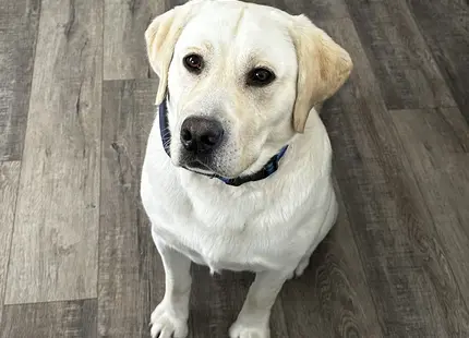 Labrador Retriever stud dog: Yellow Labrador Retriever sitting on wooden floor