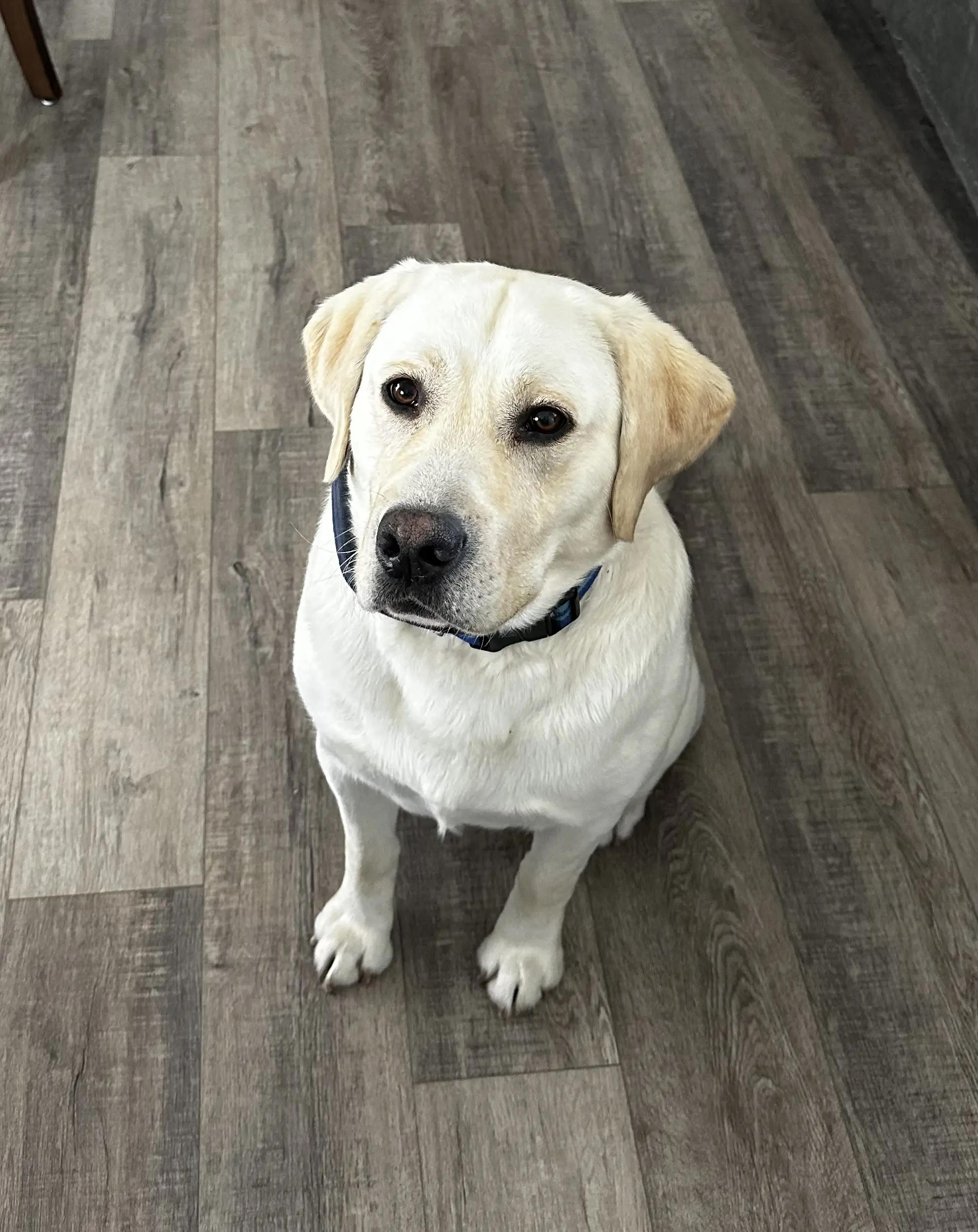 Labrador Retriever stud dog: Yellow Labrador Retriever sitting on wooden floor