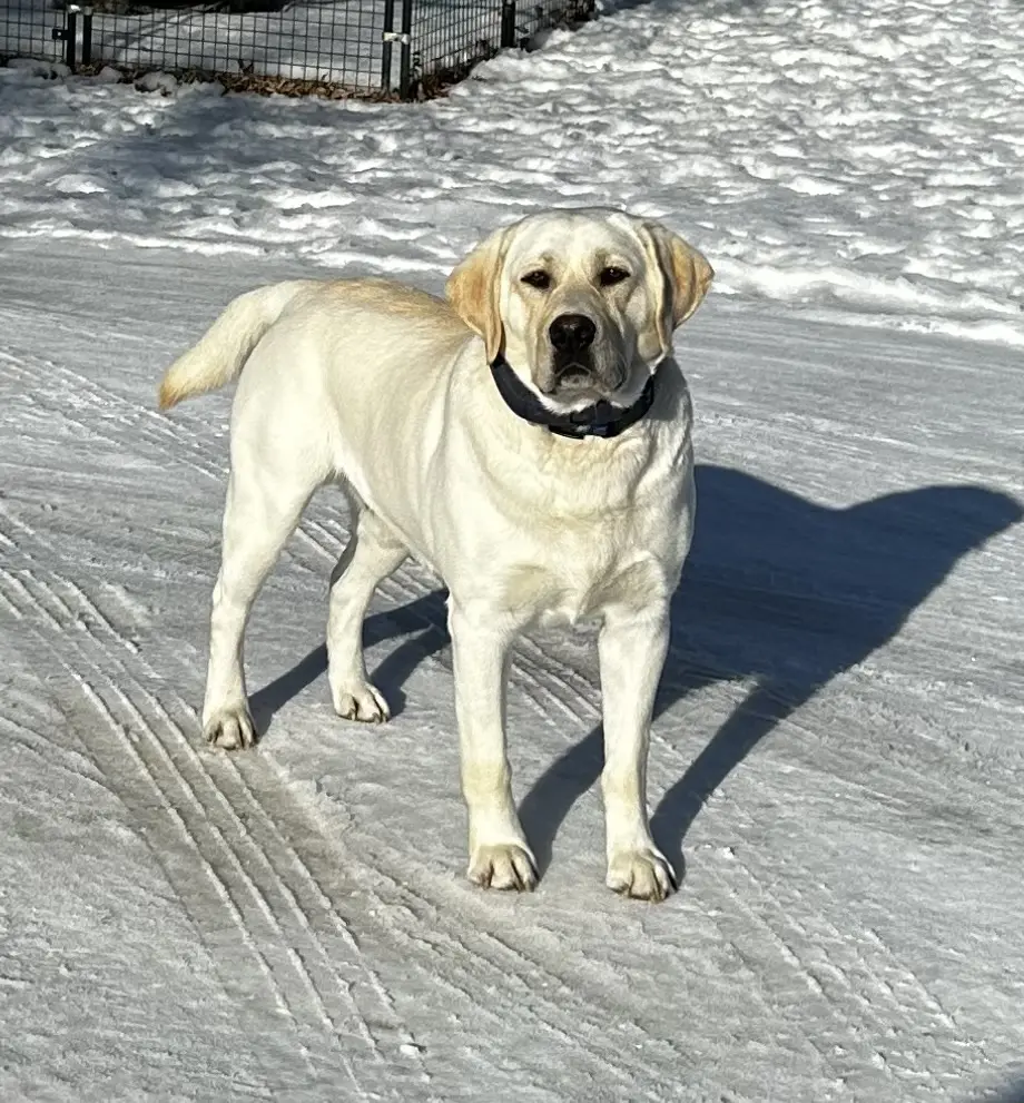 Labrador Retriever stud dog: White Labrador Retriever standing on snow-covered ground