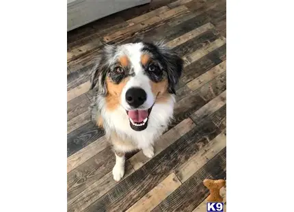 Australian Shepherd