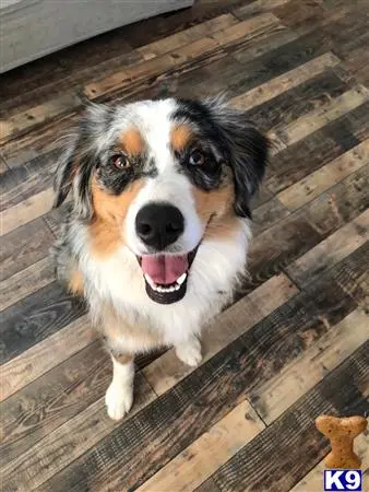 Australian Shepherd