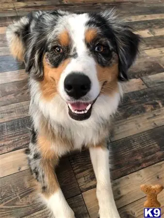 Australian Shepherd female dog