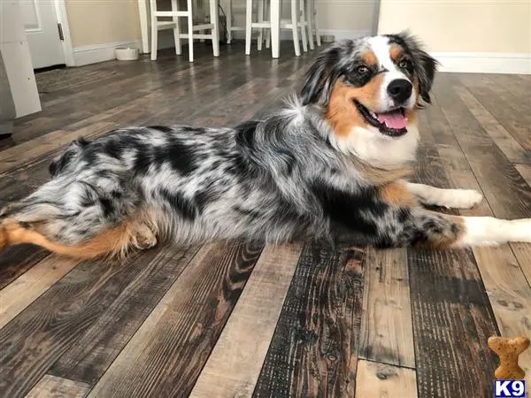 Australian Shepherd female dog