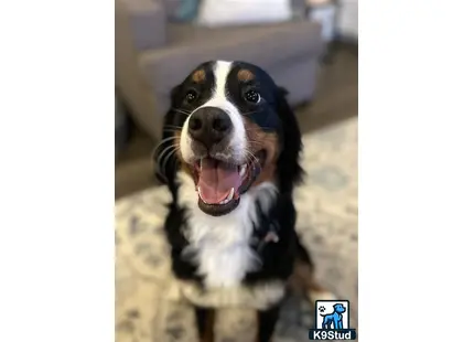 a bernese mountain dog dog with its mouth open