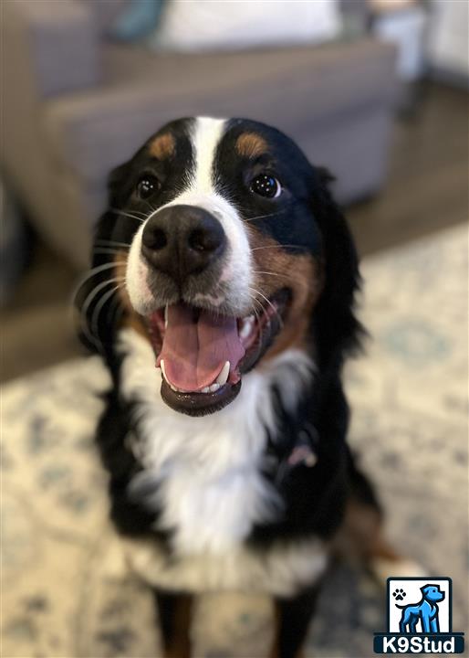 a bernese mountain dog dog with its mouth open
