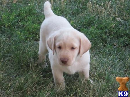 labrador retriever puppy posted by smed