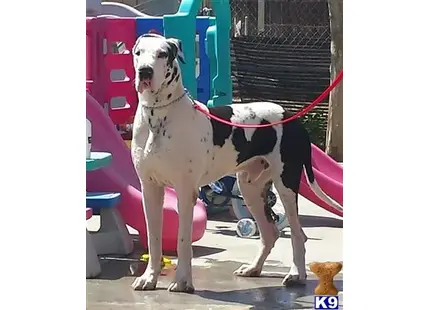 Great Dane