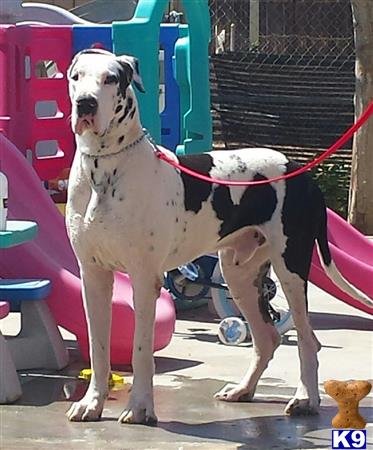 a great dane dog on a leash