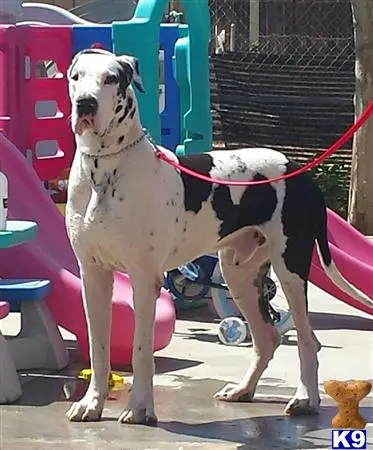 Great Dane