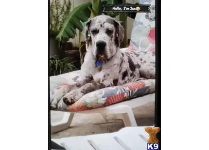 Great Dane