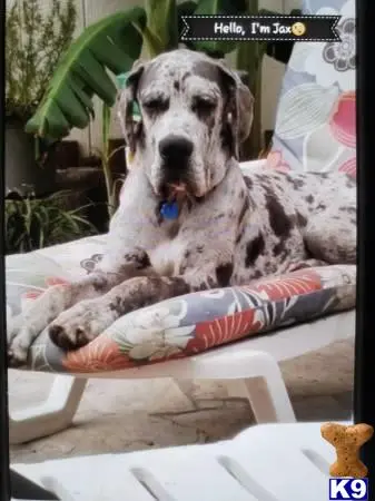 Great Dane stud dog