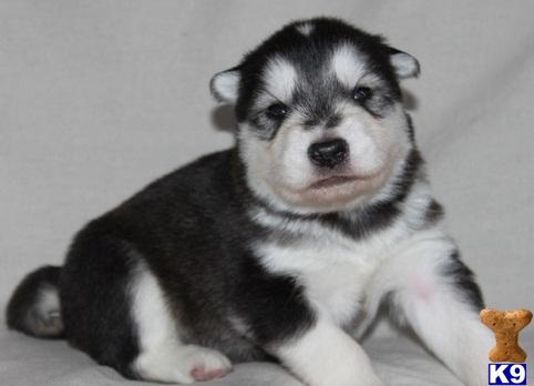 Siberian Husky stud dog