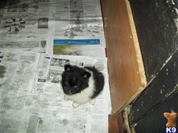 pomeranian puppy posted by smitty6
