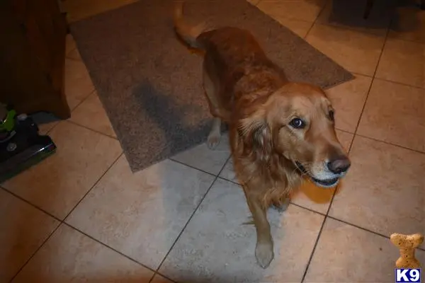 Golden Retriever stud dog