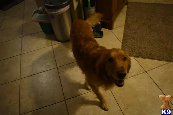 Golden Retriever stud dog