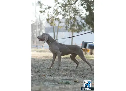 Weimaraner