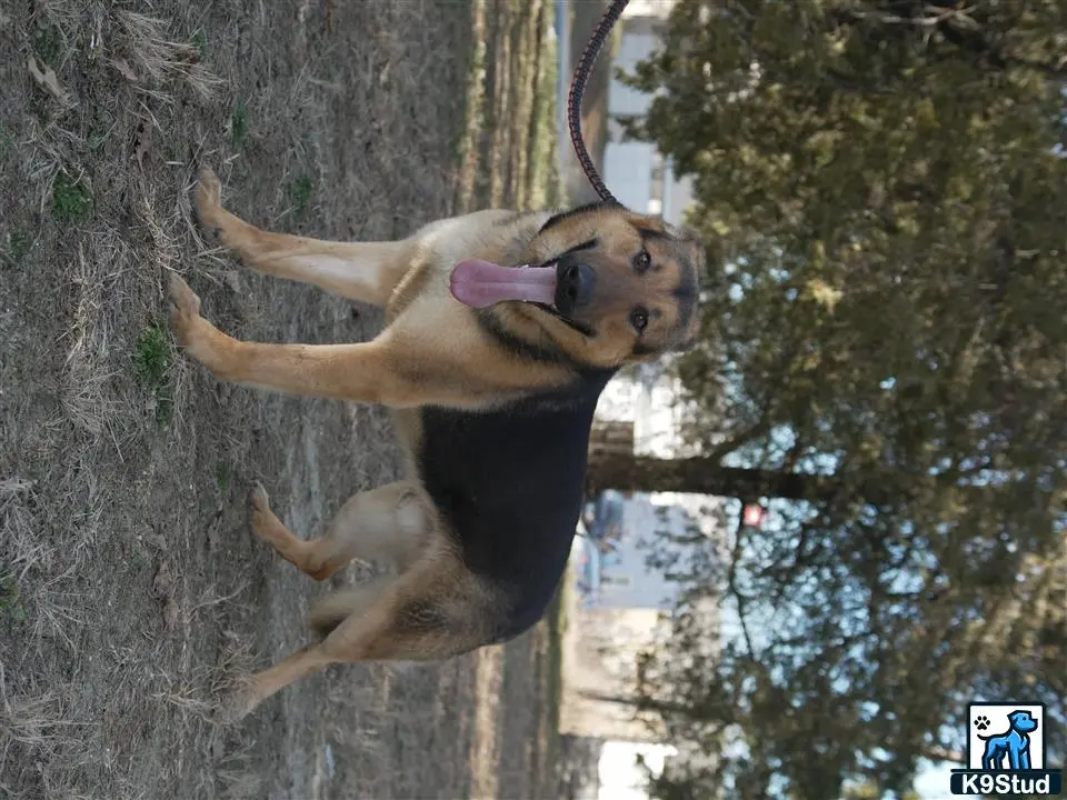 German Shepherd stud dog