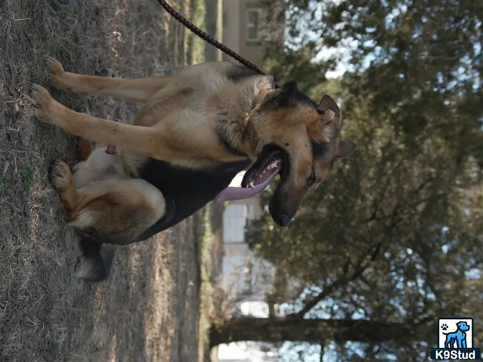 German Shepherd stud dog