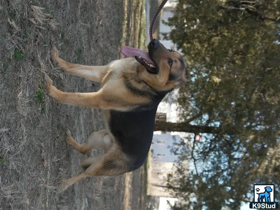 German Shepherd stud dog