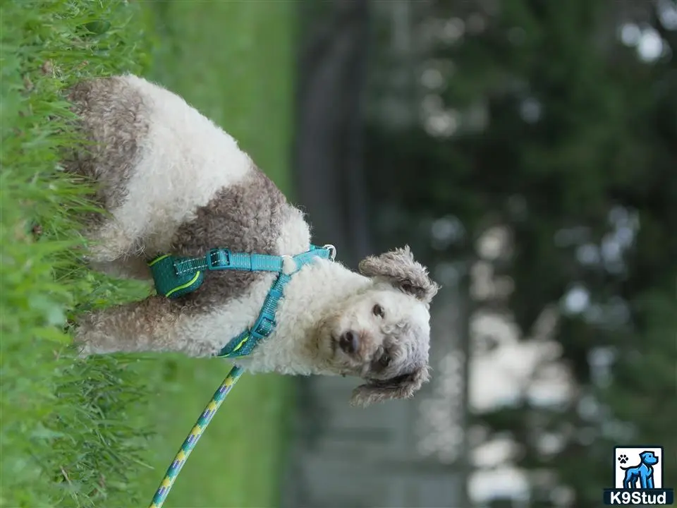 Poodle stud dog