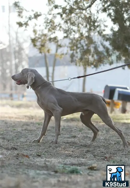 Weimaraner stud dog