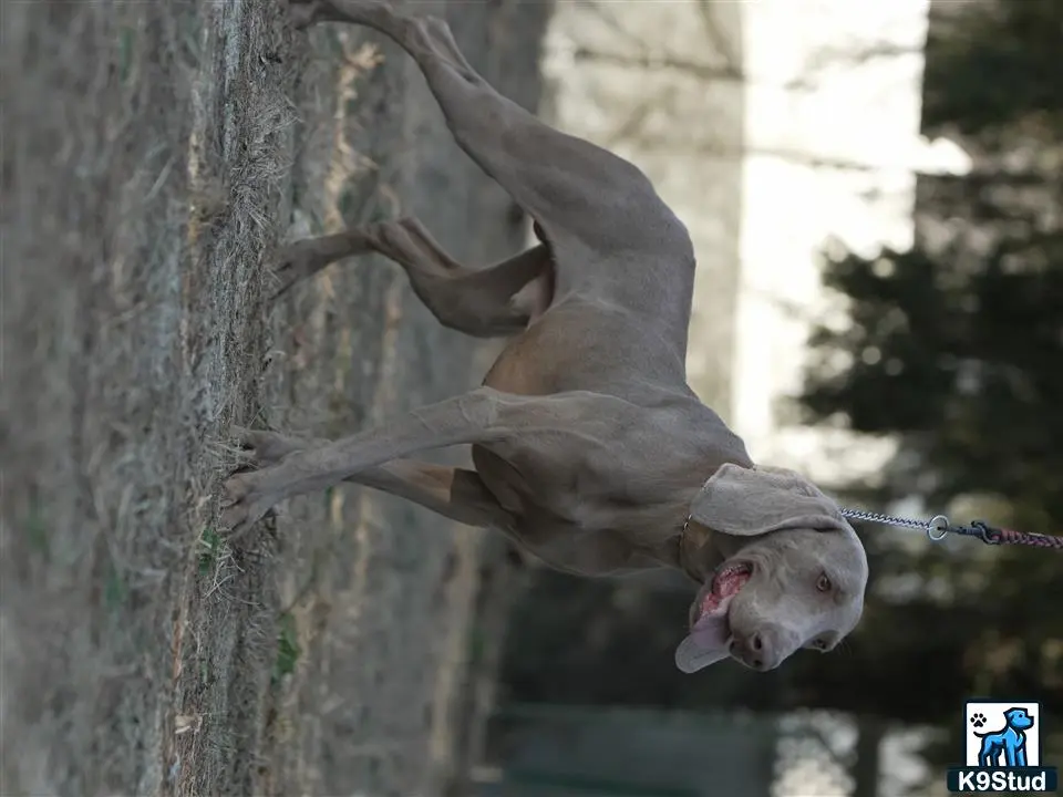 Weimaraner stud dog