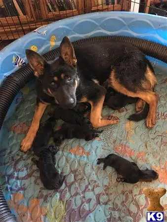 German Shepherd puppy for sale