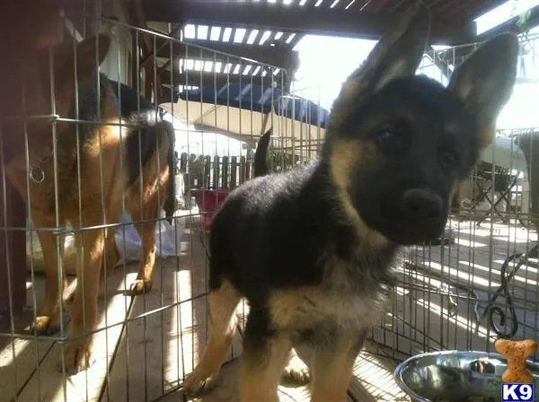 German Shepherd puppy for sale