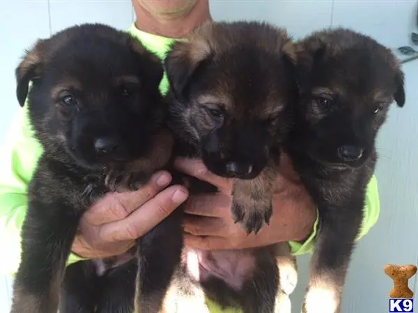 German Shepherd puppy for sale