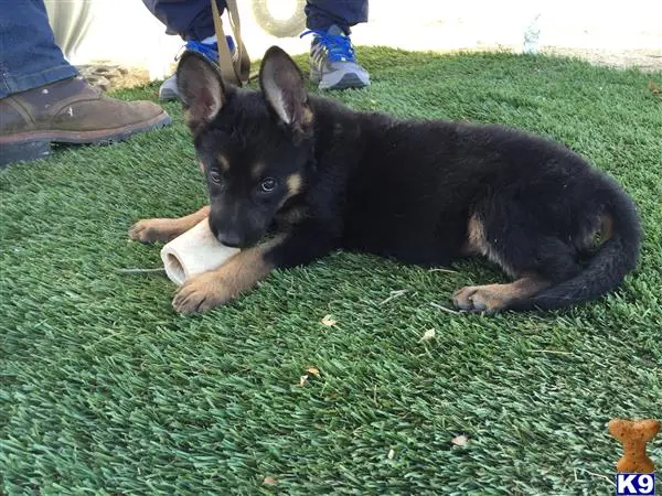 German Shepherd puppy for sale