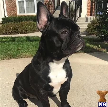 French Bulldog stud dog