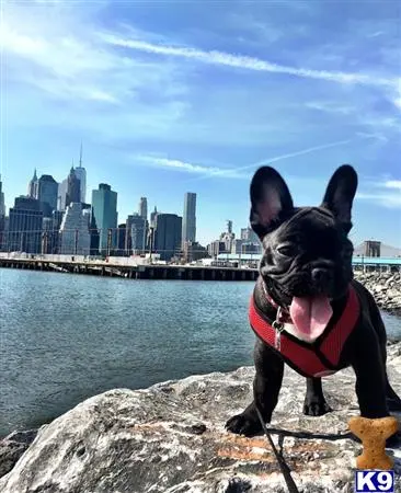 French Bulldog stud dog