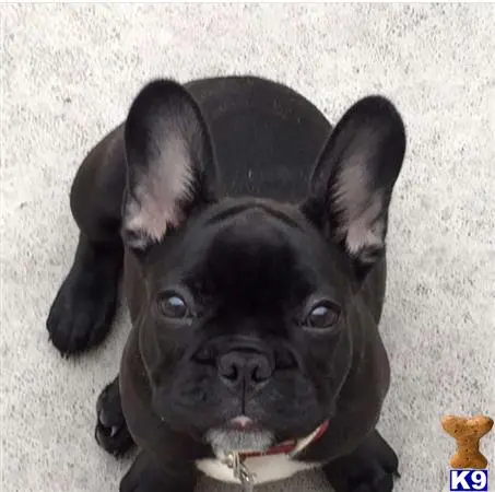 French Bulldog stud dog