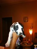 great dane puppy posted by smorton63