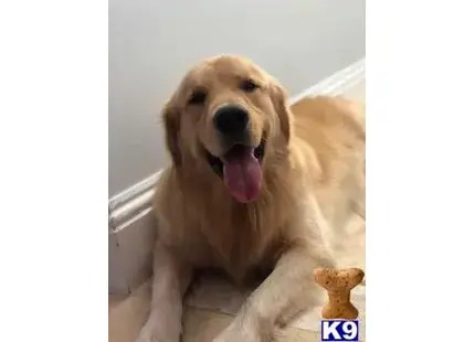 Golden Retriever