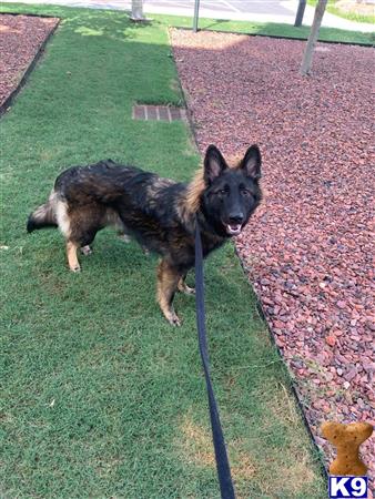 a german shepherd dog on a leash on a leash on grass