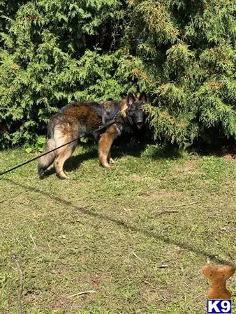 German Shepherd stud dog