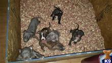 american pit bull puppy posted by snapbakk47