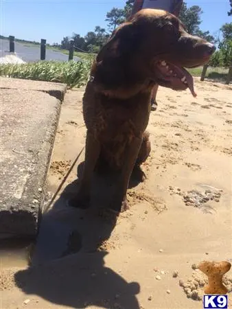 Labrador Retriever stud dog