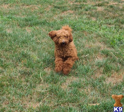 Poodle stud dog