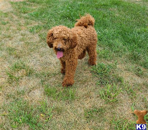 Poodle stud dog