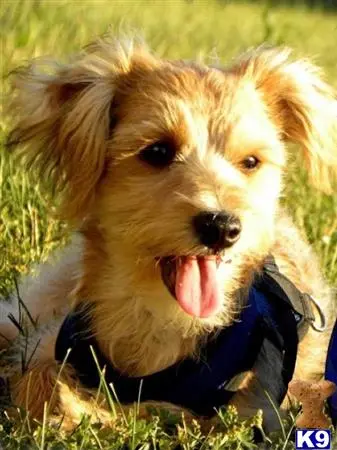 Yorkshire Terrier stud dog