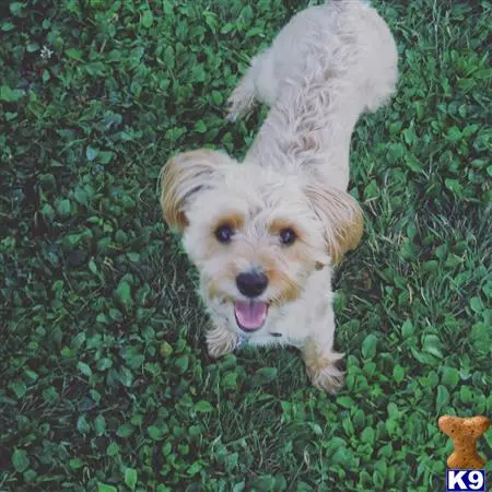 Yorkshire Terrier stud dog