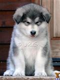 alaskan malamute puppy posted by snowlion99
