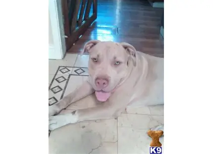 American Pit Bull