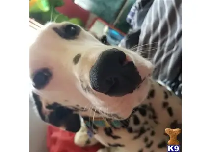 Dalmatian