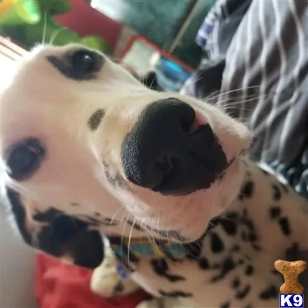 Dalmatian stud dog