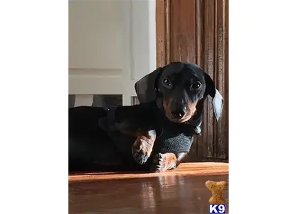 Dachshund