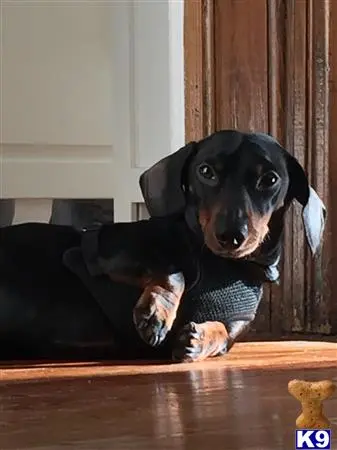 Dachshund stud dog